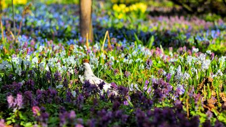 Pigeon among the flowers wallpaper