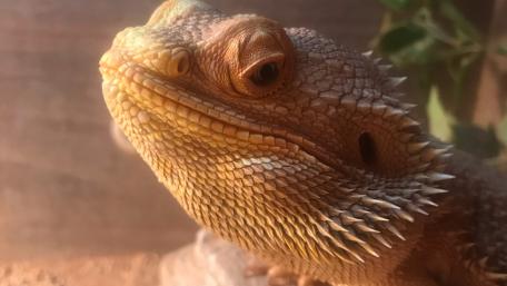 Majestic Bearded Dragon Close-Up Wallpaper wallpaper