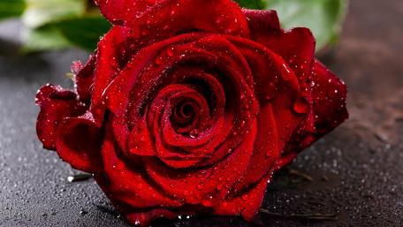 Elegant Red Rose Covered in Dew Drops wallpaper
