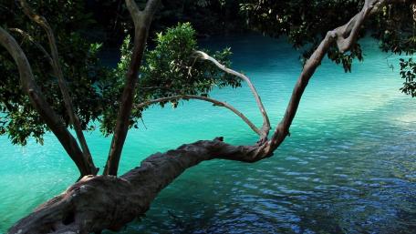 Serene Turquoise Waters and Majestic Tree Branches wallpaper