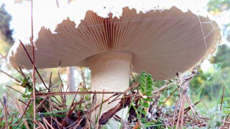 Mushroom detail wallpaper