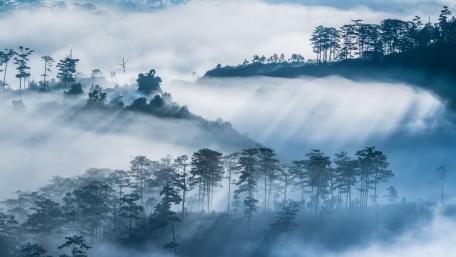 Misty Forest Awash in Ethereal Light wallpaper