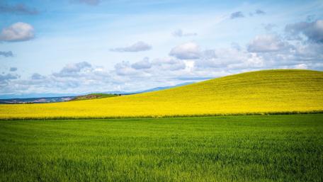 Vibrant Hilltop Rapeseed Field in Rural Landscape wallpaper