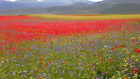 Vibrant Poppy Field in Full Bloom wallpaper