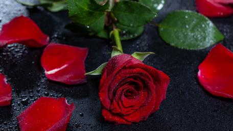 Glistening Dew on a Crimson Rose wallpaper