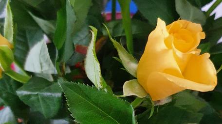 Sunny Yellow Rose Blooms Brighten Any Space wallpaper