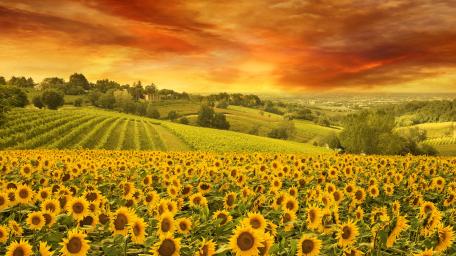 Golden Sunflower Field at Sunset Glow wallpaper