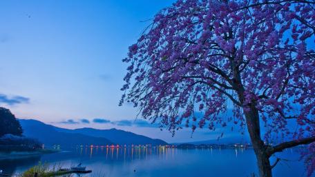 Blossoming Serenity by the Lake wallpaper