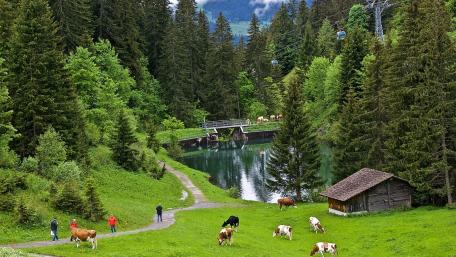 Serene Countryside with Cows and Lush Greenery wallpaper