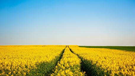 Golden Horizon in a Rapeseed Field wallpaper