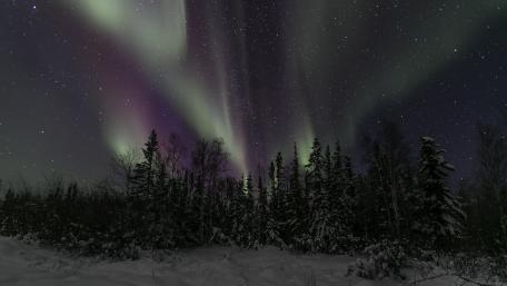 Majestic Aurora Over Winter Pines wallpaper