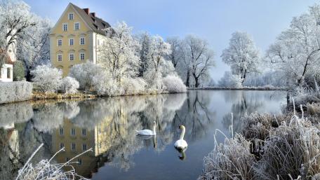 Winter Serenity with Swans and Reflections wallpaper