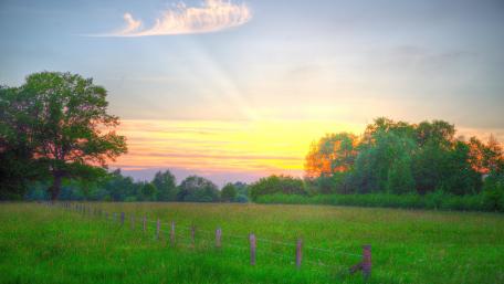 Field of Tranquility at Dawn wallpaper
