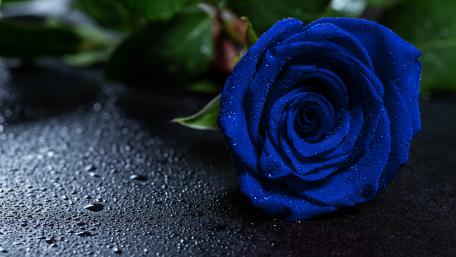 Midnight Blue Elegance wallpaper