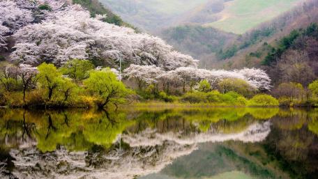 Blossoms by the Tranquil Lake wallpaper