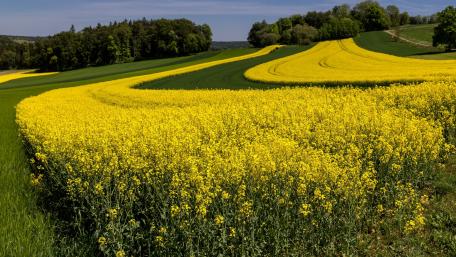 Golden Waves of Rapeseed Fields in Bloom wallpaper