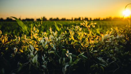 Serene Sunset Over a Flowering Field wallpaper