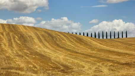 Cypress lane wallpaper