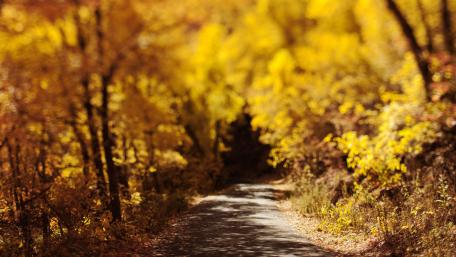 Golden Road Through Autumn Woods wallpaper