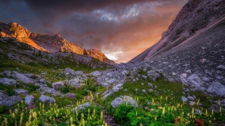 Serene Wildflower Slope at Dusk wallpaper