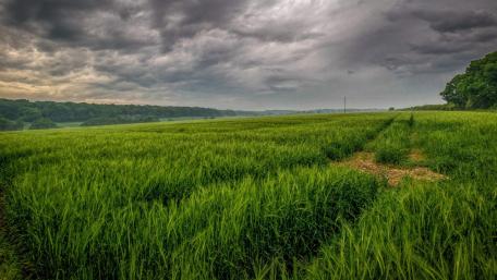 Lush Barley Fields Under Dramatic Skies wallpaper