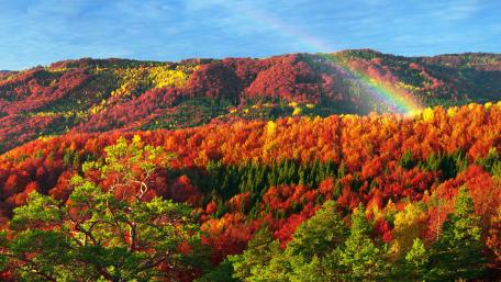 Vibrant Autumn Rainbow Landscape wallpaper
