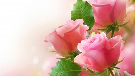 Pink roses wallpaper