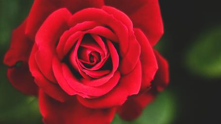 Elegant Red Rose in Close-Up Detail wallpaper