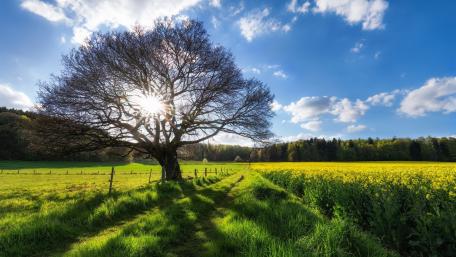 Radiant Tree Amidst Golden Fields wallpaper