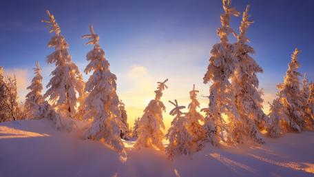 Pink winter wallpaper