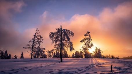 Winter Wonderland at Dawn wallpaper