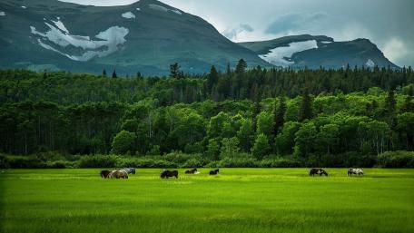 Grazing horses wallpaper