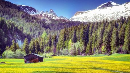 Tranquil Spring Meadow Retreat wallpaper