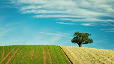 Solitary Tree on a Hilltop wallpaper
