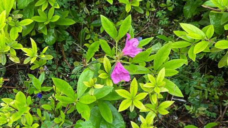 Blooming Beauty Surrounded by Greenery wallpaper