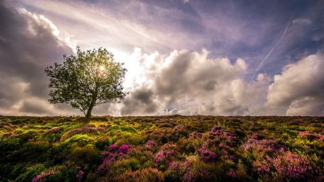 Lone Tree in Springtime Serenity wallpaper