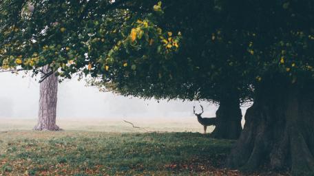 Majestic Deer in Misty Forest Scene wallpaper