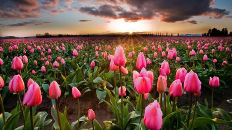 Blooming Beauty of Pink Tulips in Spring wallpaper