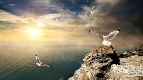 Seagulls Soaring Over a Serene Sea Horizon wallpaper