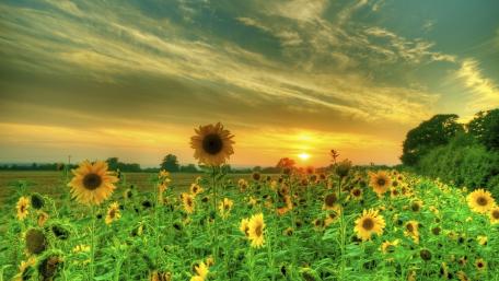 Golden Sunflower Field at Sunset wallpaper