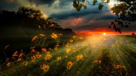 Golden Rays Embrace a Serene Sunset Field wallpaper