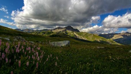 Majestic Mountain Landscape with Colorful Wildflowers wallpaper