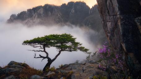 Lone Tree Amidst Mountain Mist and Rock Formations wallpaper