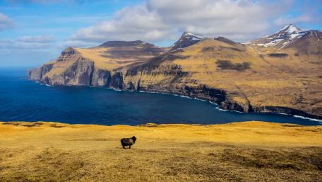 Majestic View of Sheep by the Sea and Mountains wallpaper