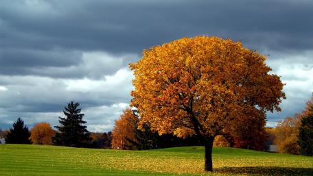 Golden Solitude of Autumn Fields wallpaper