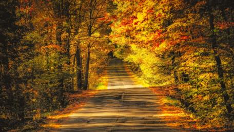 Golden Autumn Pathway Through Tranquil Forest wallpaper