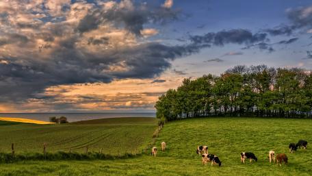 Serene Cows Grazing in a Lush Meadow wallpaper