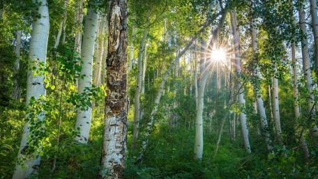 Serene Birch Forest with Sunlight Rays wallpaper