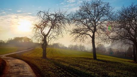 Tranquil Landscape of Trees and Fields wallpaper