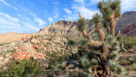 Joshua Tree National Park wallpaper